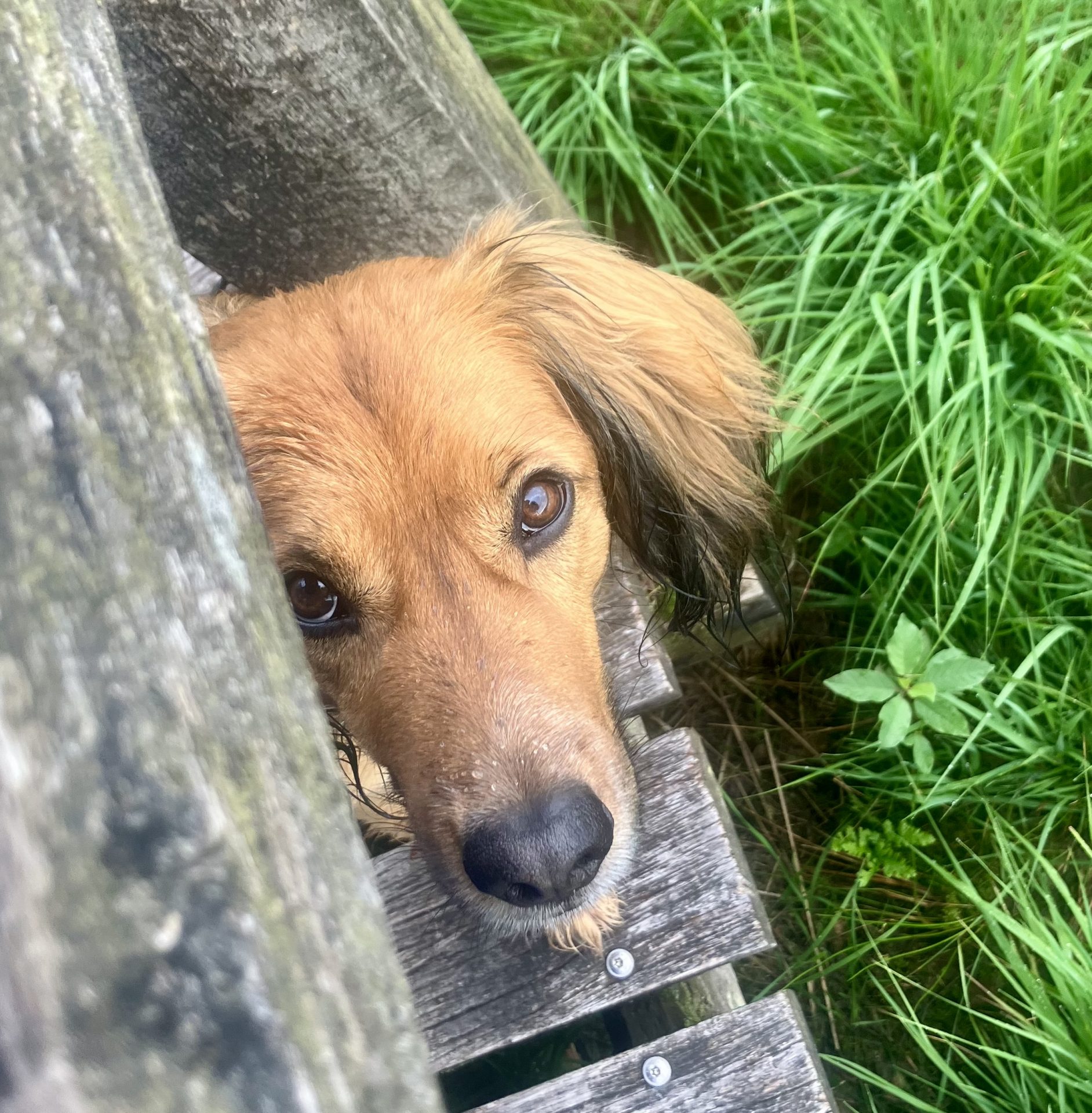 Ein brauner Hund mit Hängeohren blickt durch die Holzlatten einer Bank nach oben, umgeben von hohem grünem Gras. Das Gesicht des Hundes ist teilweise verdeckt, seine neugierigen Augen sind nach oben gerichtet, was dem Bild eine verspielte und neugierige Stimmung verleiht – wunderschön eingefangen in einem Stil, der an Denise Apel erinnert.