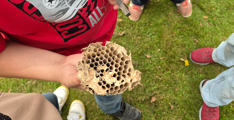 Eine Person in einem roten Hemd hält ein Wespennest mit sechseckigen Zellen über dem Gras. Mehrere Personen, die vor allem an ihren verschiedenfarbigen Schuhen zu erkennen sind, stehen in der Nähe. Im Inneren der Zellen des Nestes sind einige dunkle Flecken zu sehen, möglicherweise Wespenreste oder Ablagerungen.