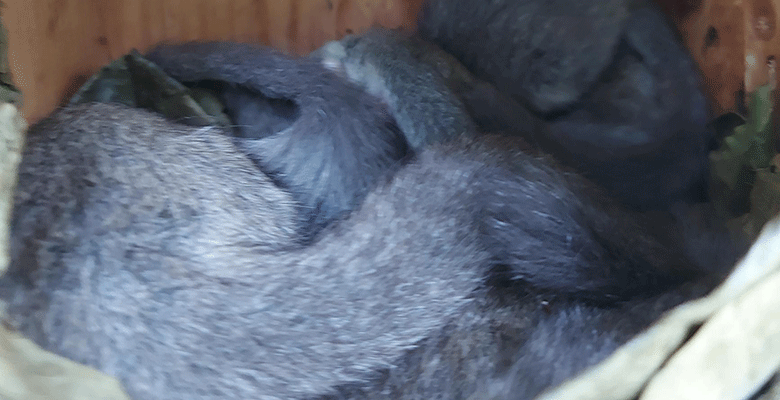 Drei graue Eichhörnchen haben sich in einem hölzernen Nistkasten, umgeben von trockenen Blättern, eng aneinander gekuschelt zusammengerollt und schlafen. Ihre dicken, buschigen Schwänze und ihr weiches Fell sind zu sehen, während die Blätter um sie herum ein gemütliches Lager bilden.